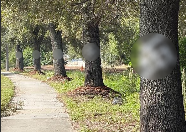 Hate symbols put on trees outside of voting site, Orange County election officials say  — Vero Beach Community news
