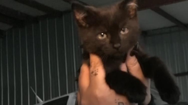 Pilot flies kitten with twisted legs to Kansas for treatment — Vero Beach Community news